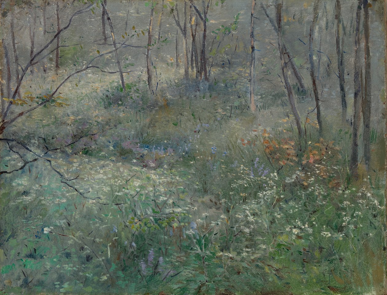 Dzika pietruszka, 1900. autorstwa Sarah Paxton Ball Dodson