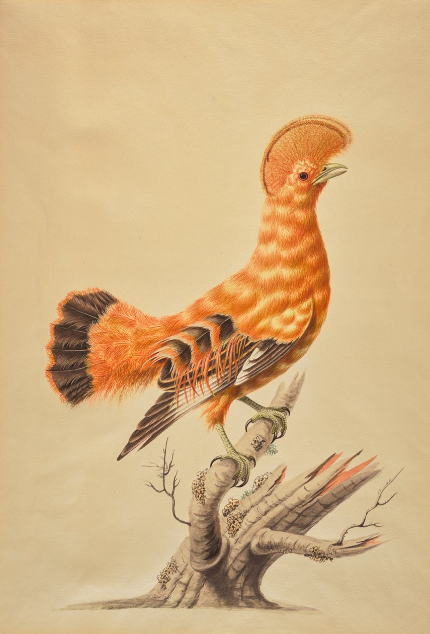 Rupicola Rupicola autorstwa Sarah Stone