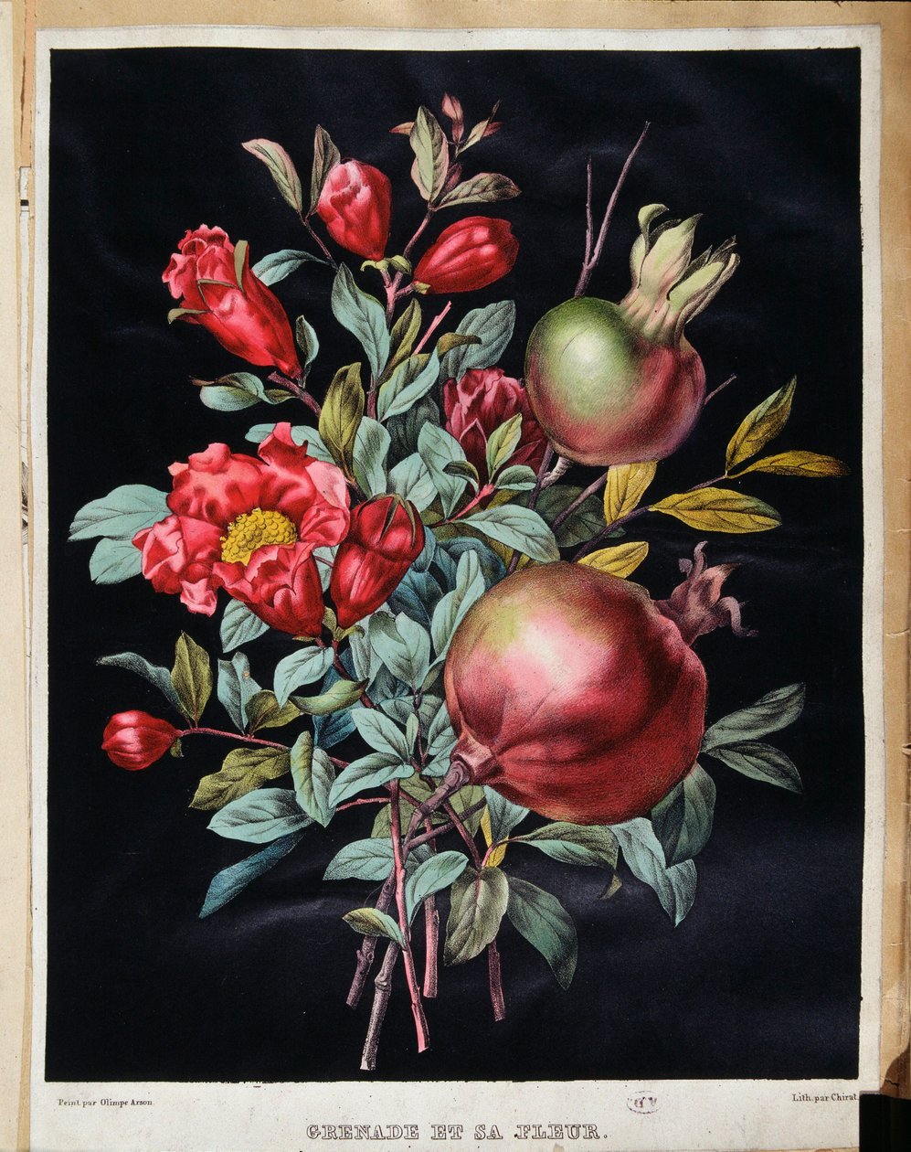 Granat i jego kwiat - deska botaniczna autorstwa School French