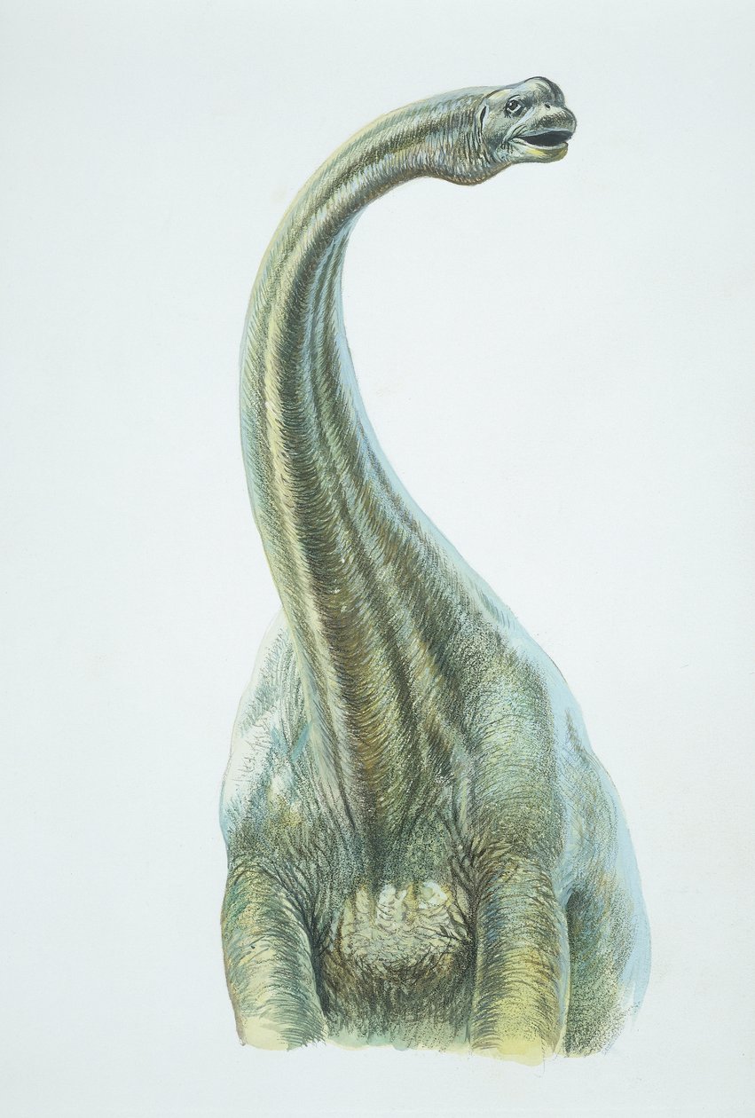 Brontozaur, okres jurajski (kolor lito) autorstwa School Italian