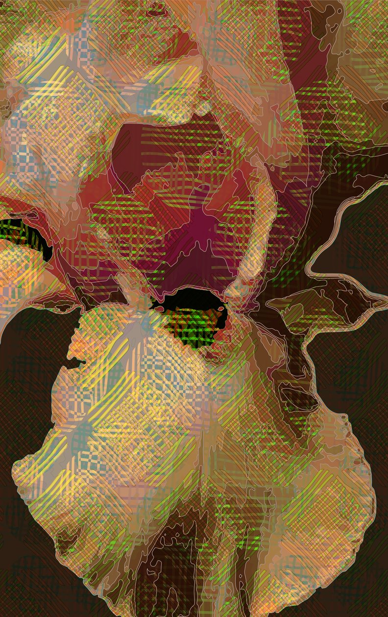 Irys brodaty autorstwa Scott J. Davis