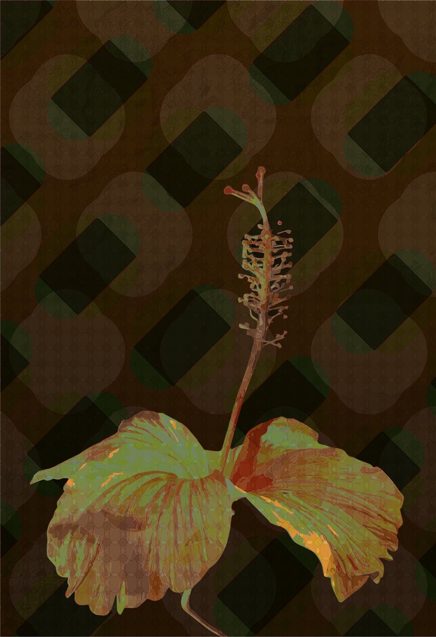 Hibiskus,2 2019 autorstwa Scott J. Davis