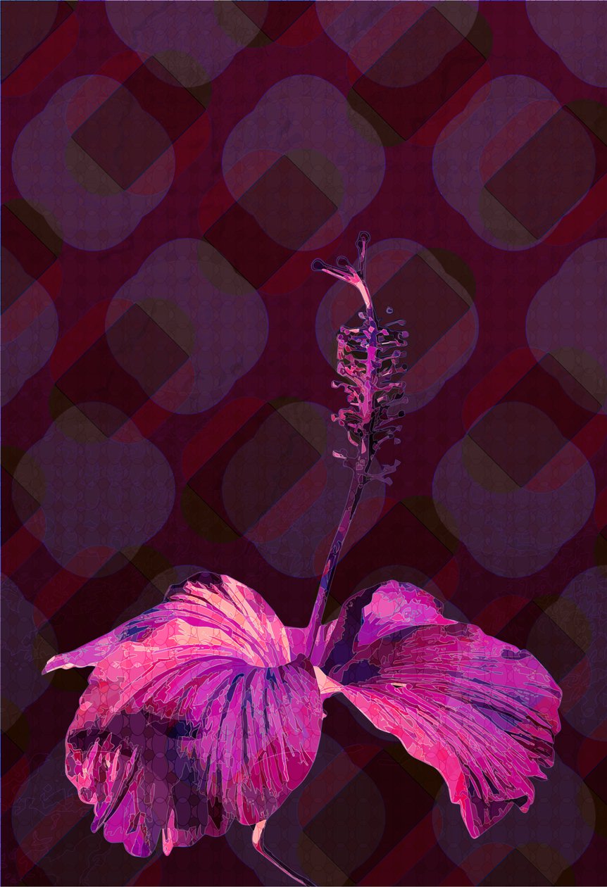 Hibiskus3, 2019 autorstwa Scott J. Davis