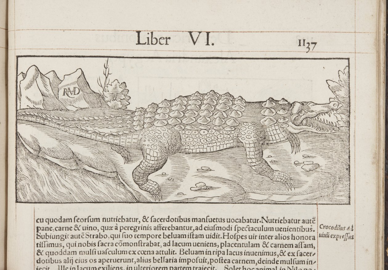Kosmografia, Fol 1137, 1544 autorstwa Sebastian Munster