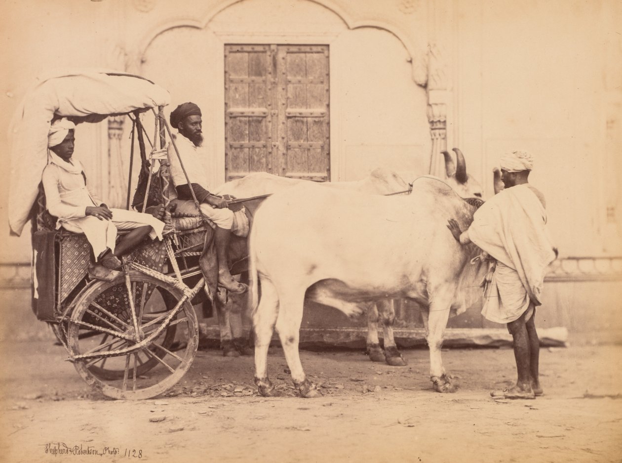 Bullock Cart, Delhi, 1863. autorstwa Shepherd and Robertson