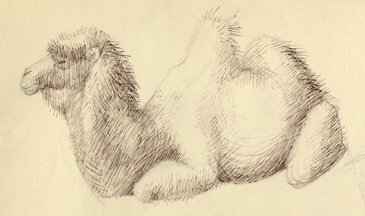 Wielbłąd, ok. 1951. autorstwa Shirley Markham