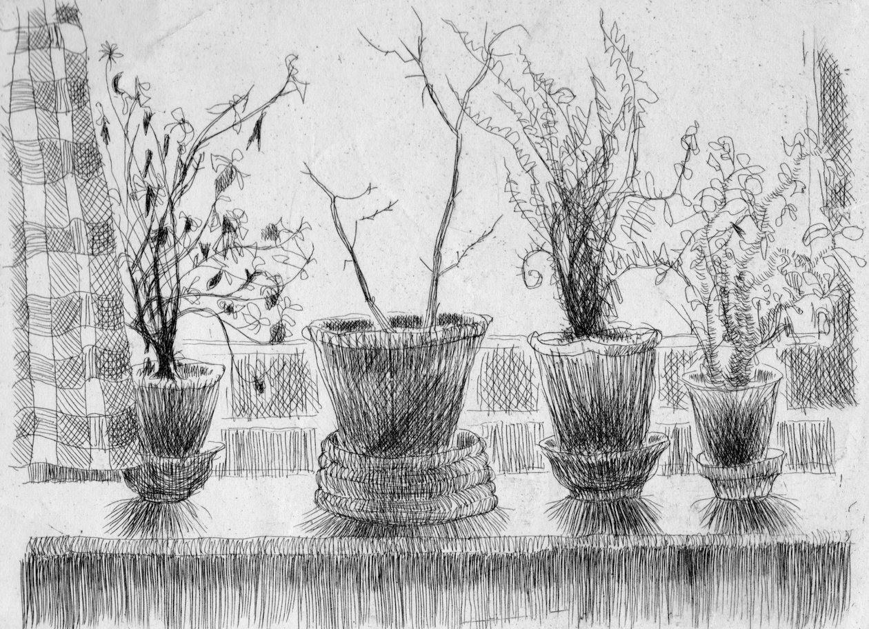 Martwe rośliny na parapecie, 1952. autorstwa Shirley Markham