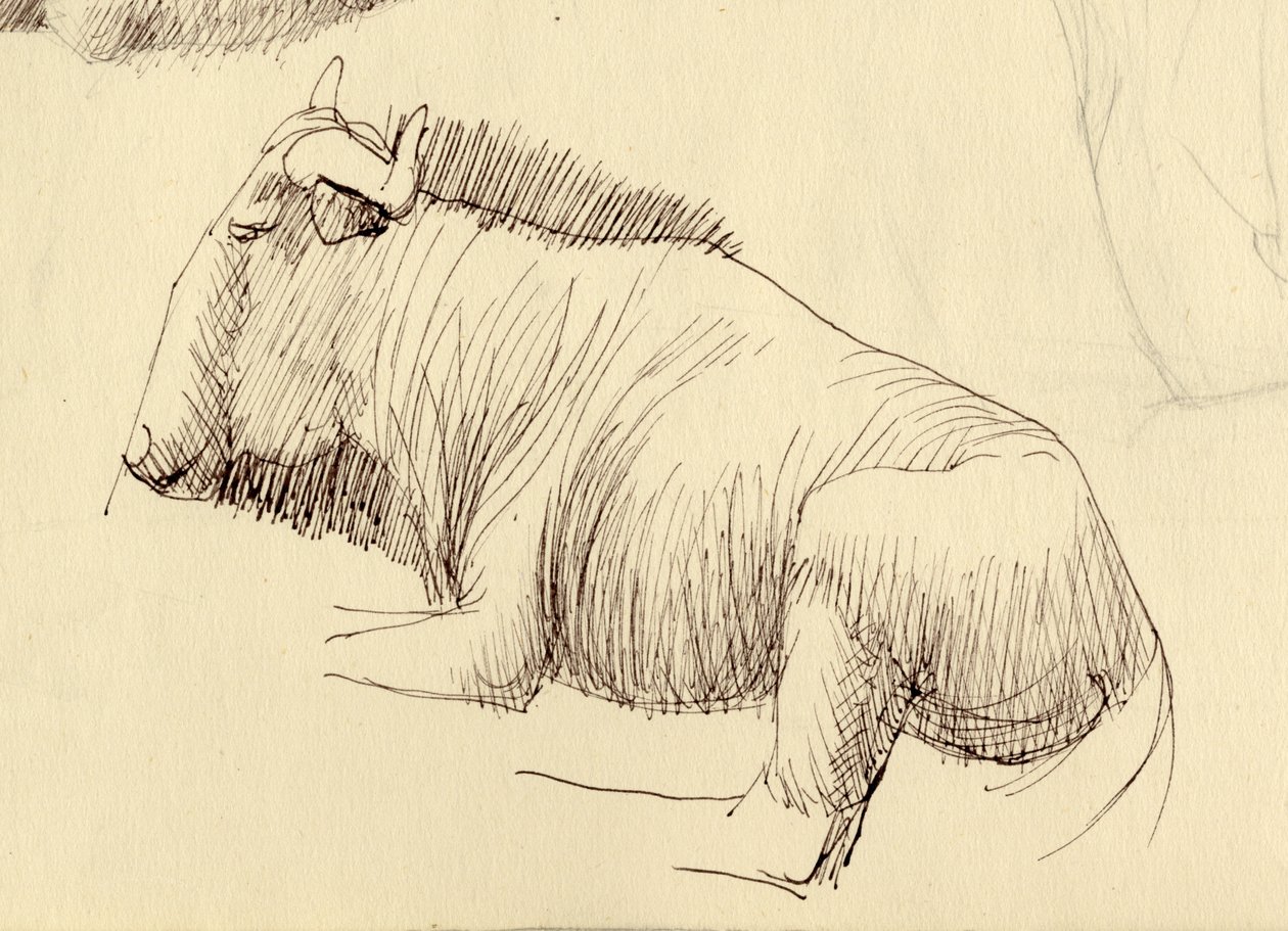 Gnu, ok. 1951. autorstwa Shirley Markham