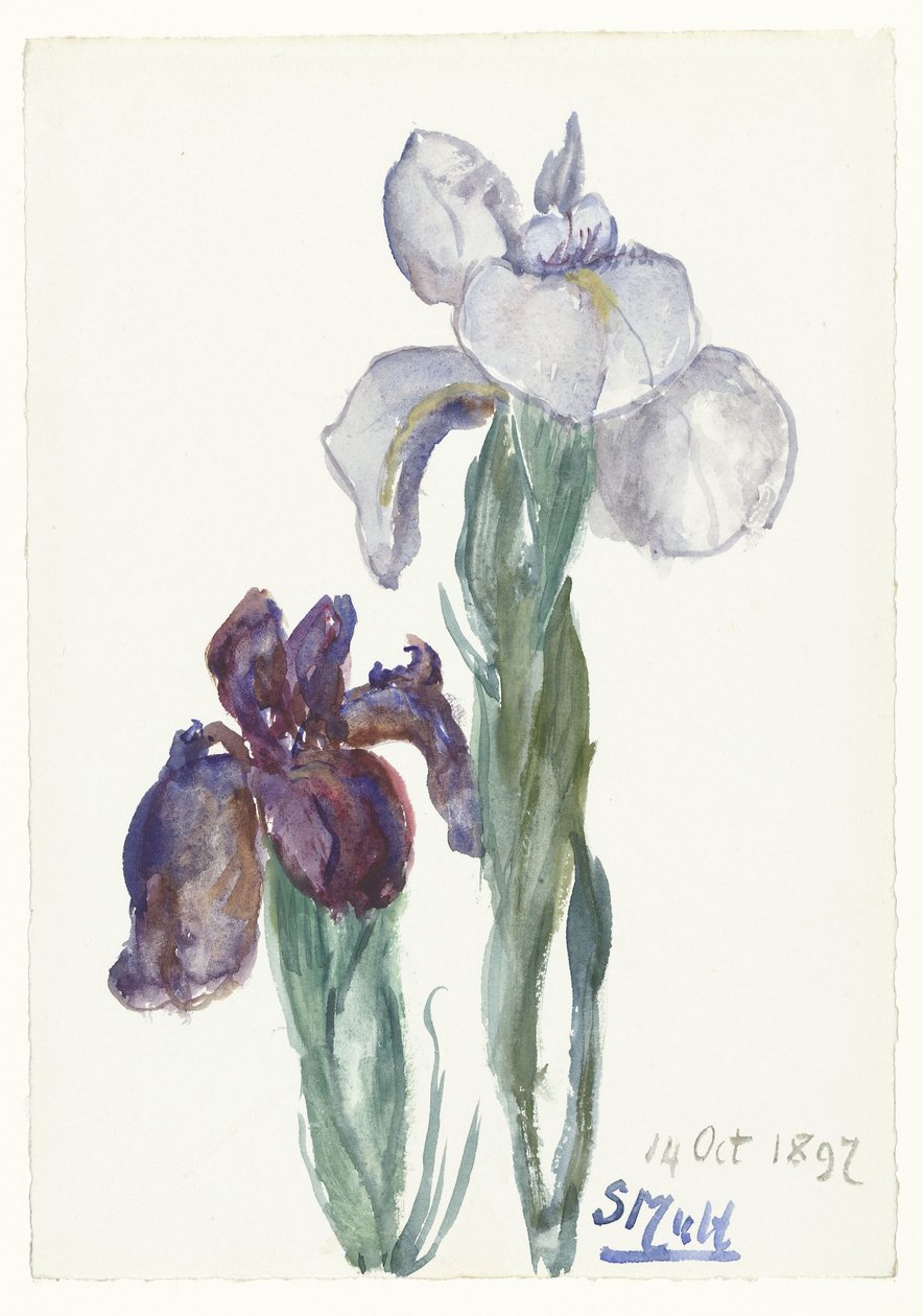 irysy autorstwa Sientje Mesdag van Houten