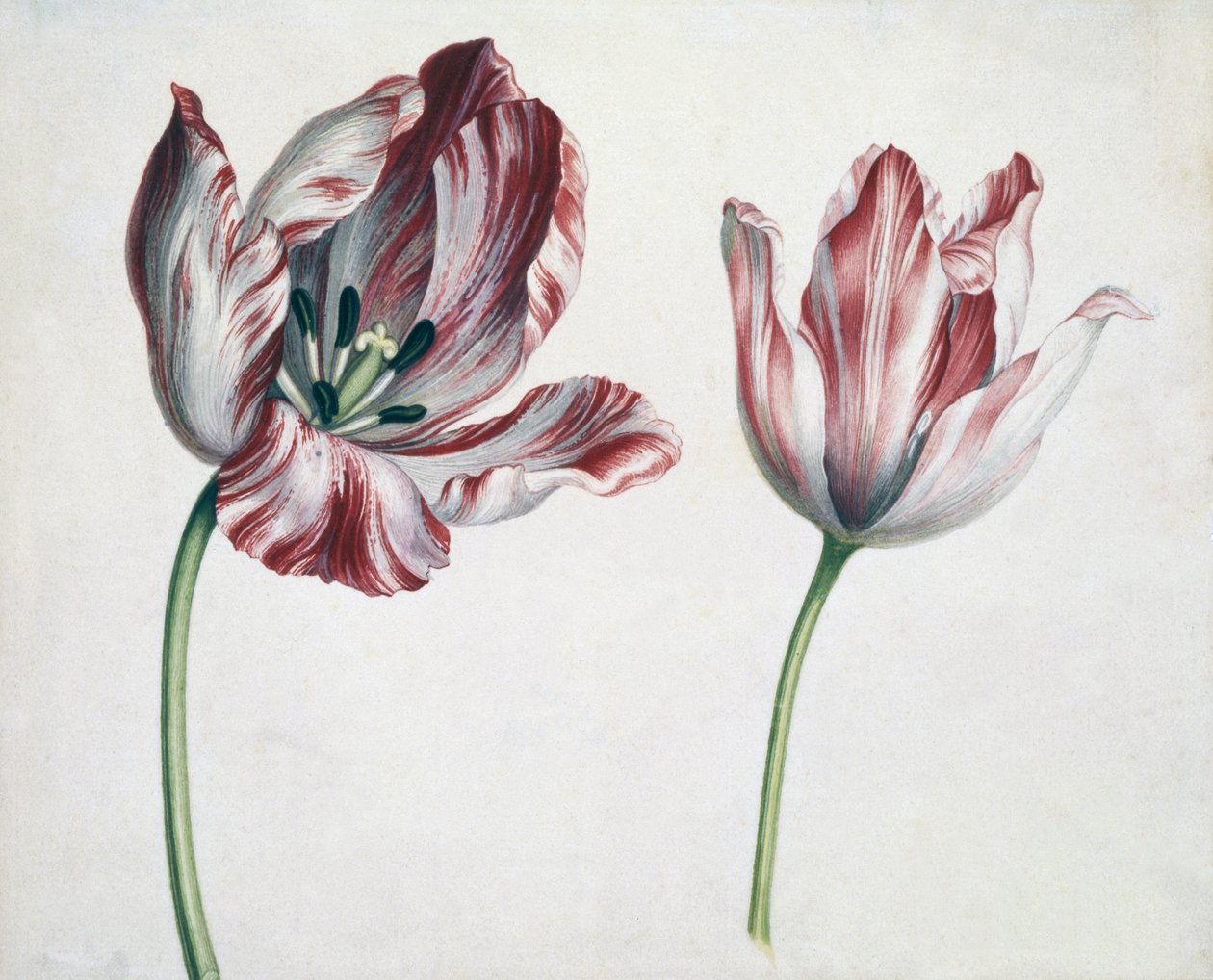Tulipany autorstwa Simon Peeterz Verelst