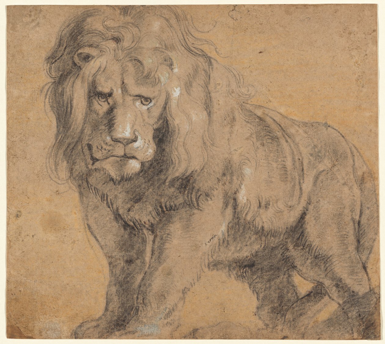 Lew autorstwa Sir Peter Paul Rubens