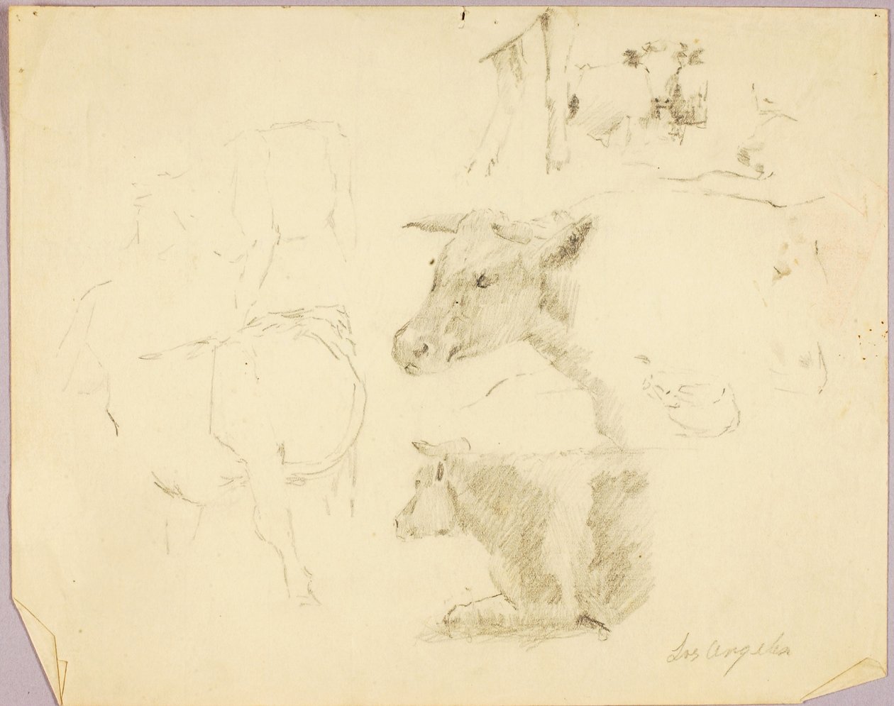 Krowy autorstwa Solon H. Borglum
