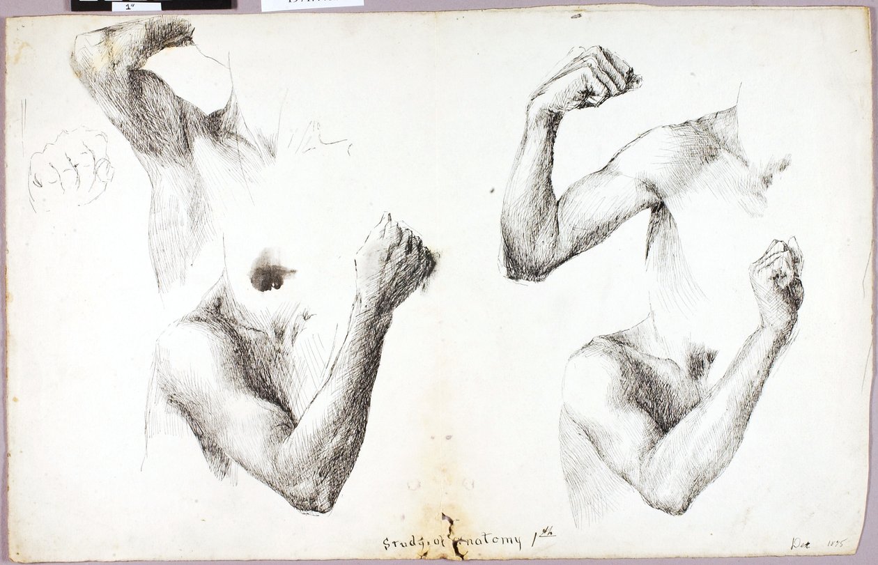 Four Arm Studies, #1 autorstwa Solon H. Borglum