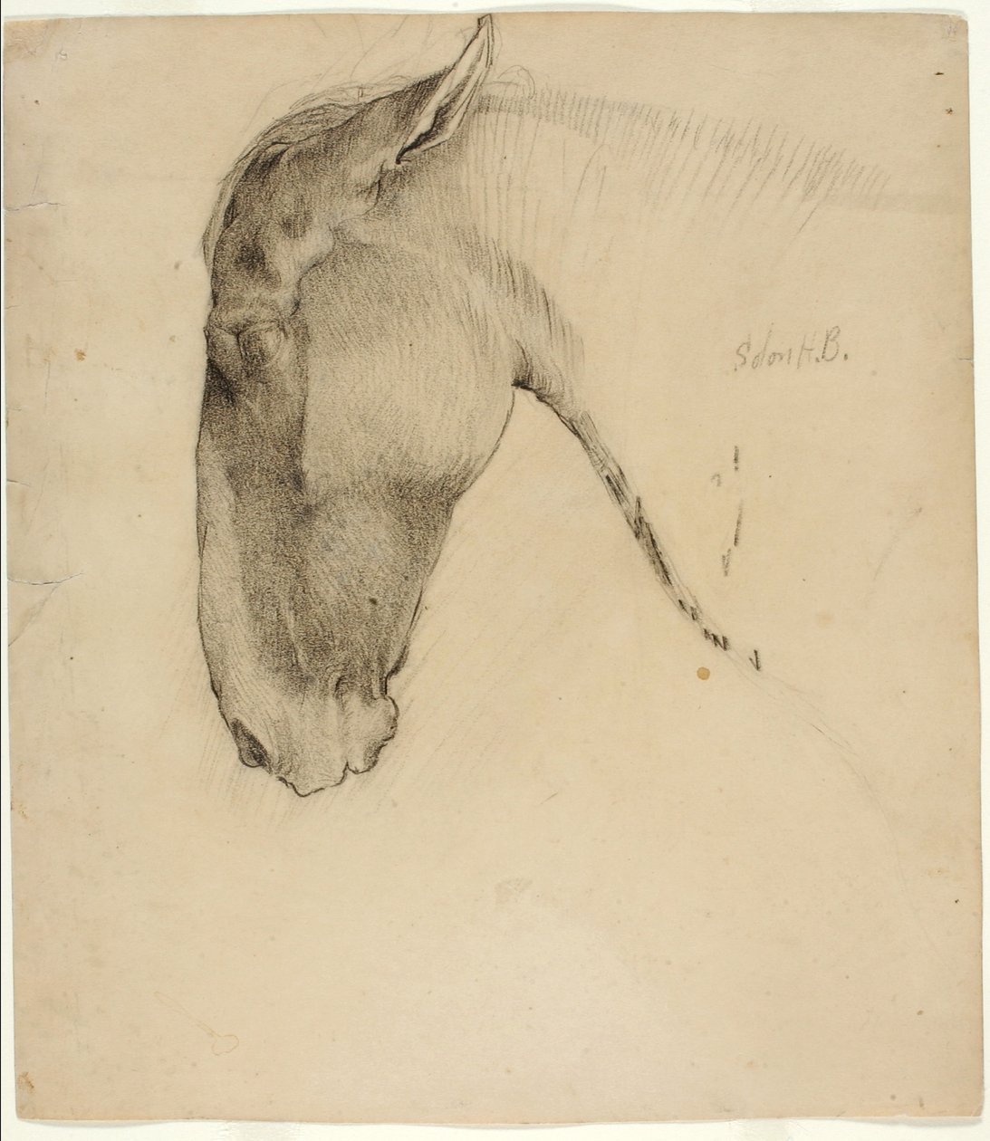 Głowa konia autorstwa Solon H. Borglum