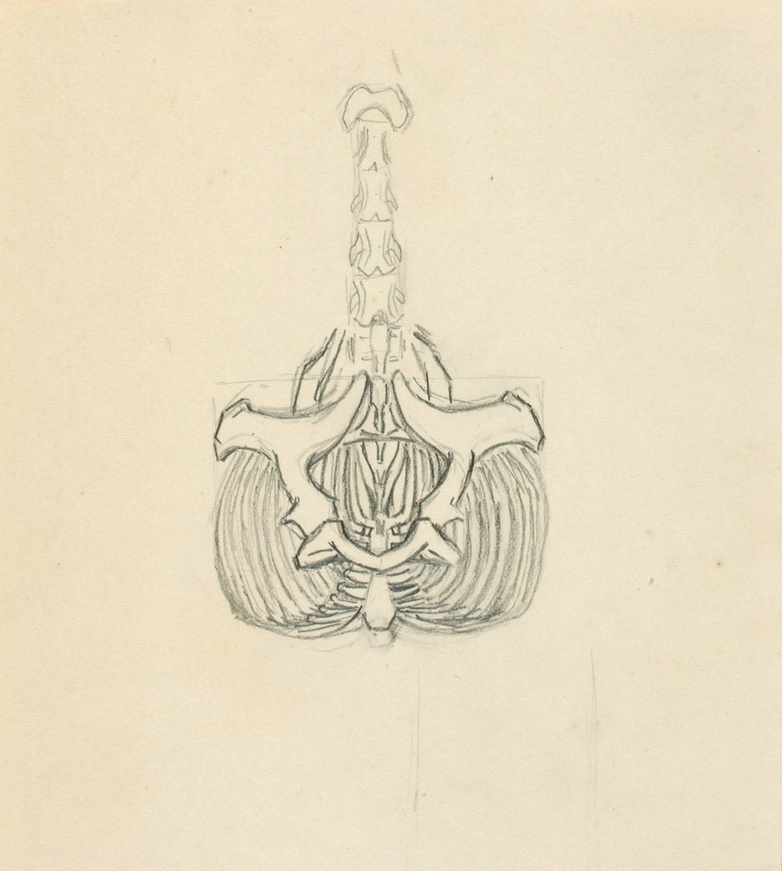 Miednica autorstwa Solon H. Borglum