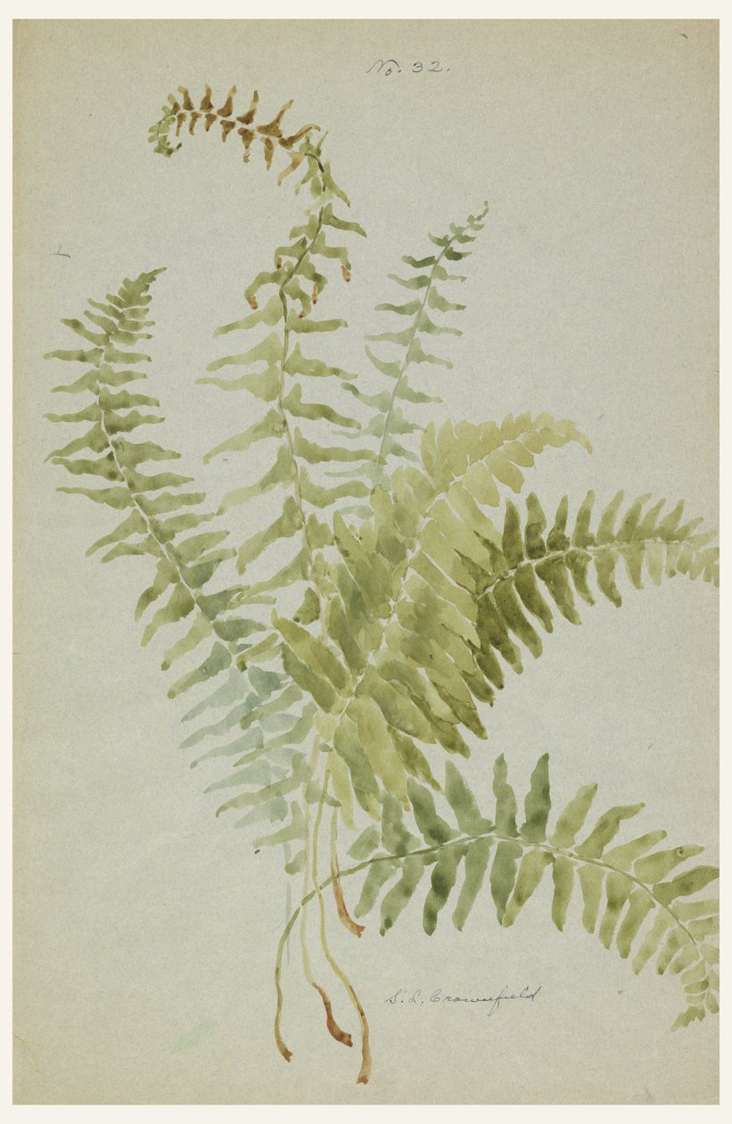 Rysunek, Studia nad paprociami, początek XX w. autorstwa Sophia L. Crownfield