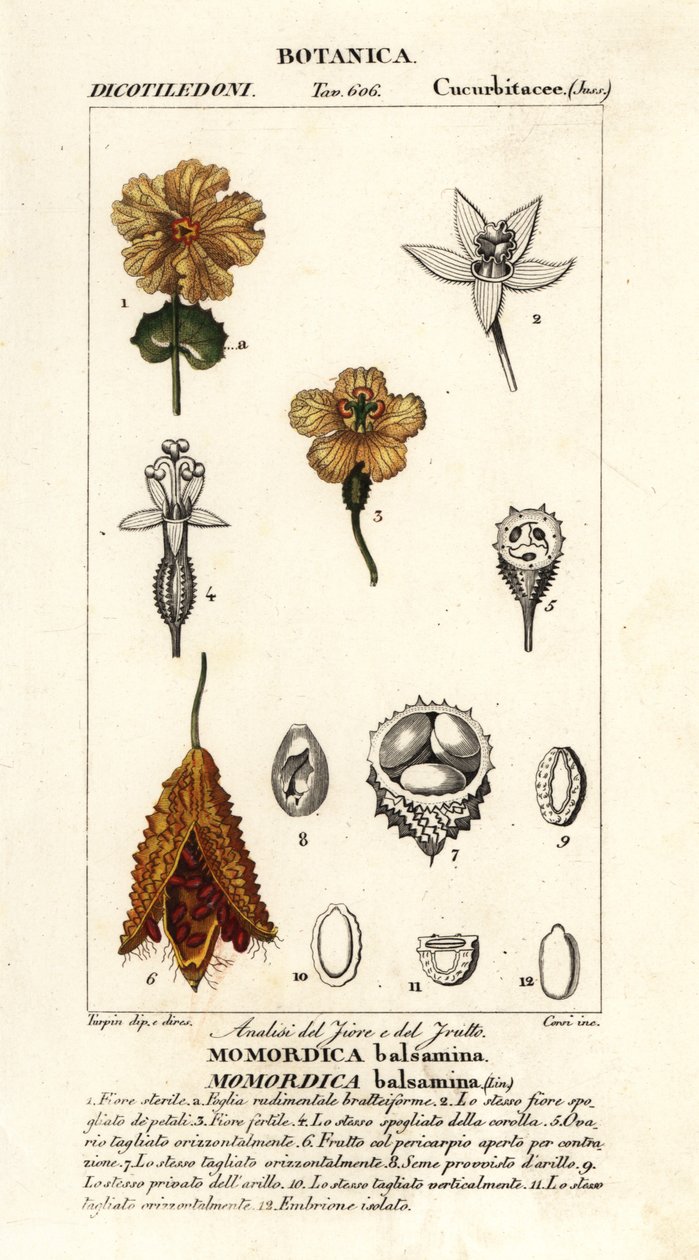 Ogórek afrykański, balsamina Momordica autorstwa Stanghi Stanghi