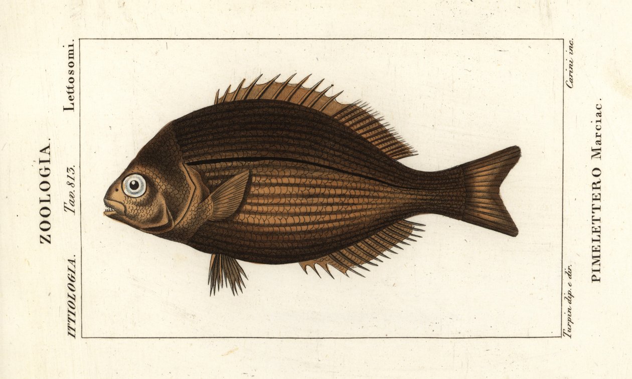 Kleń miedziany, Kyphosus vaigiensis autorstwa Stanghi Stanghi