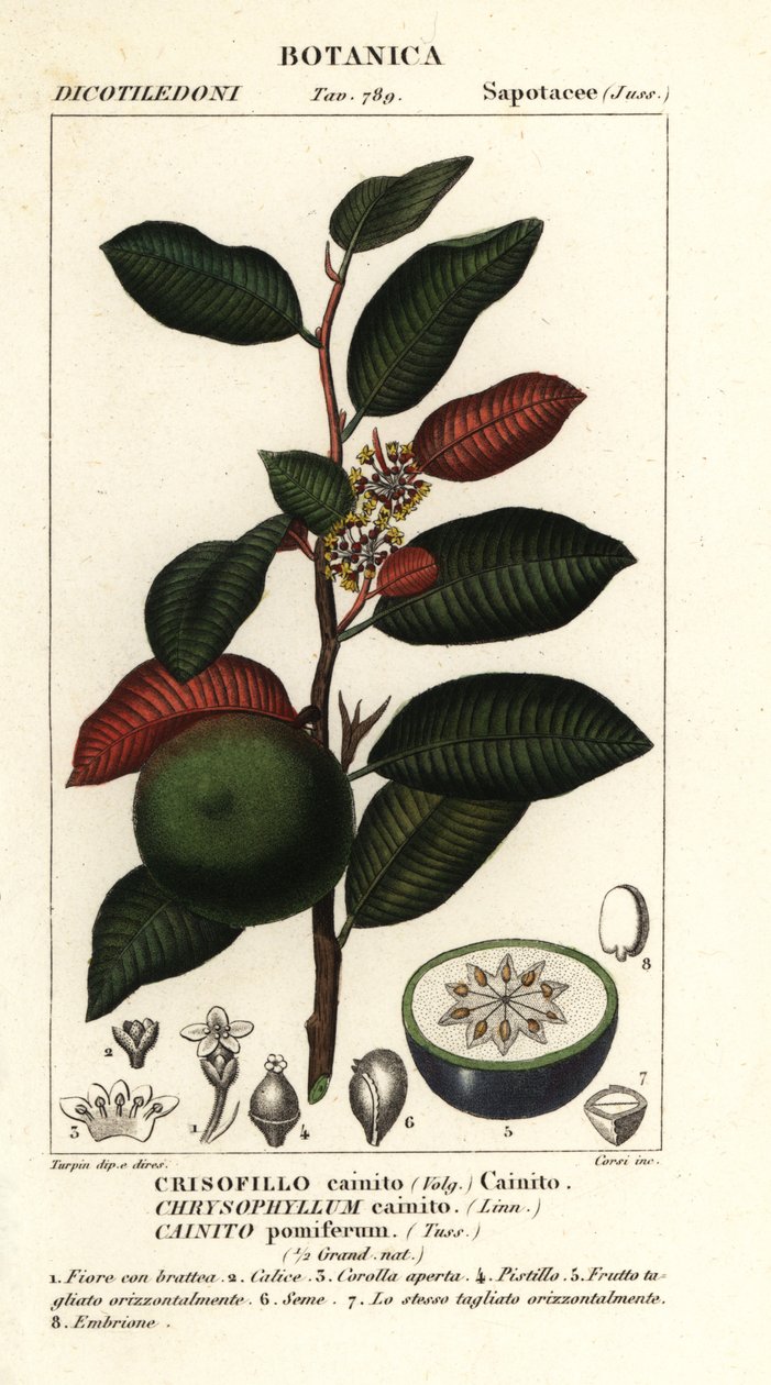 Kainit, Chrysophyllum cainit autorstwa Stanghi Stanghi