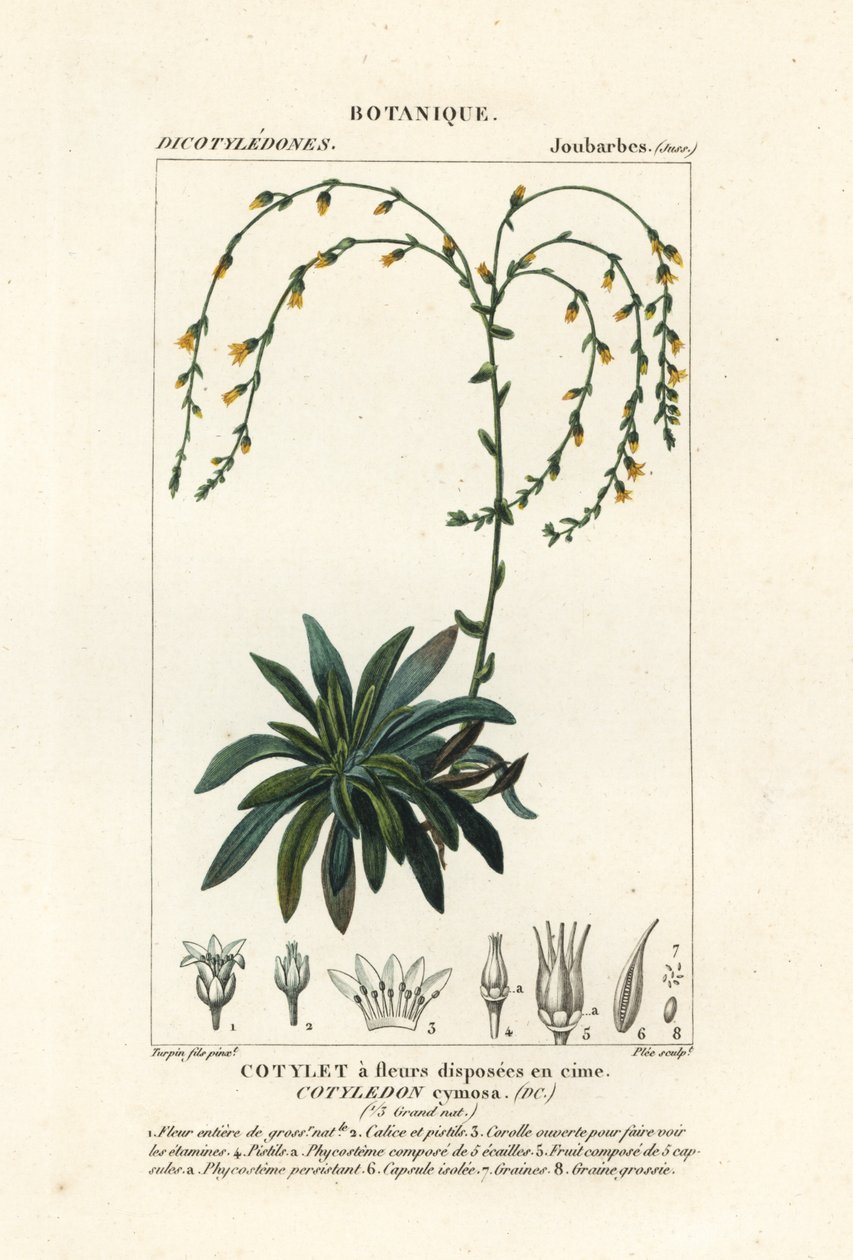 Kanion żyje wiecznie, Dudleya cymosa autorstwa Stanghi Stanghi