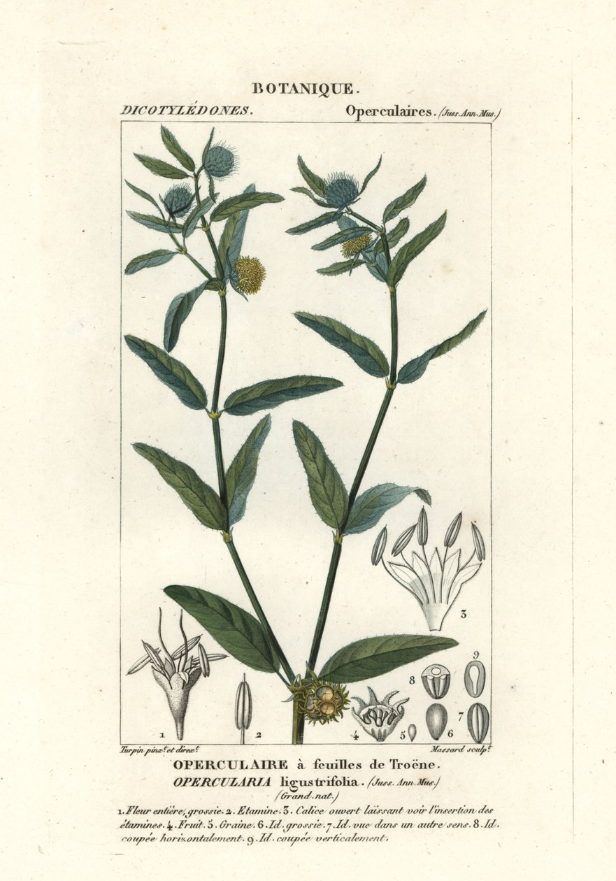 Gruba ostrogowata , Opercularia aspera autorstwa Stanghi Stanghi