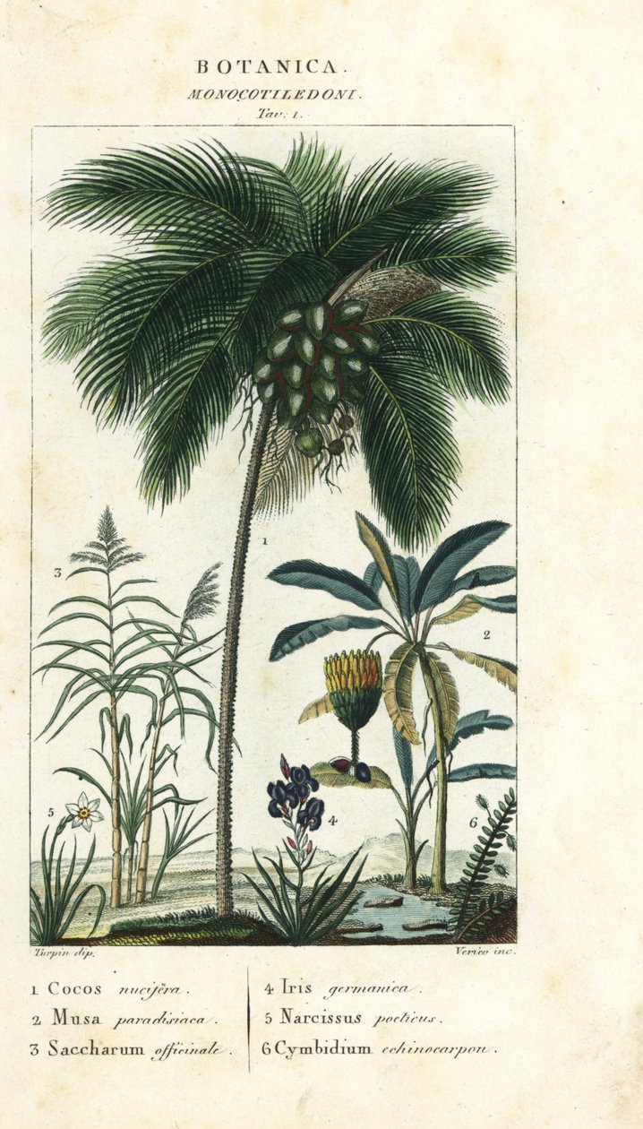 Kokos, banan, trzcina cukrowa itp. autorstwa Stanghi Stanghi
