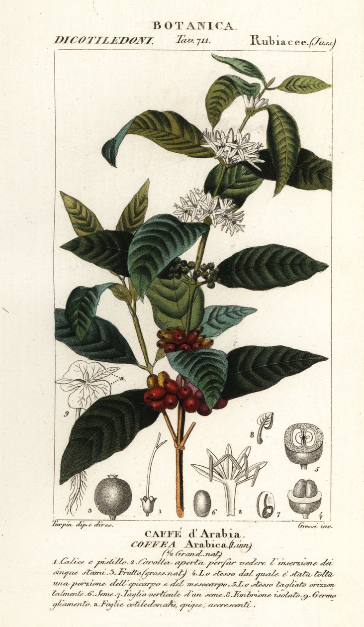Kawa, Coffea arabica, Caffe d’Arabia autorstwa Stanghi Stanghi