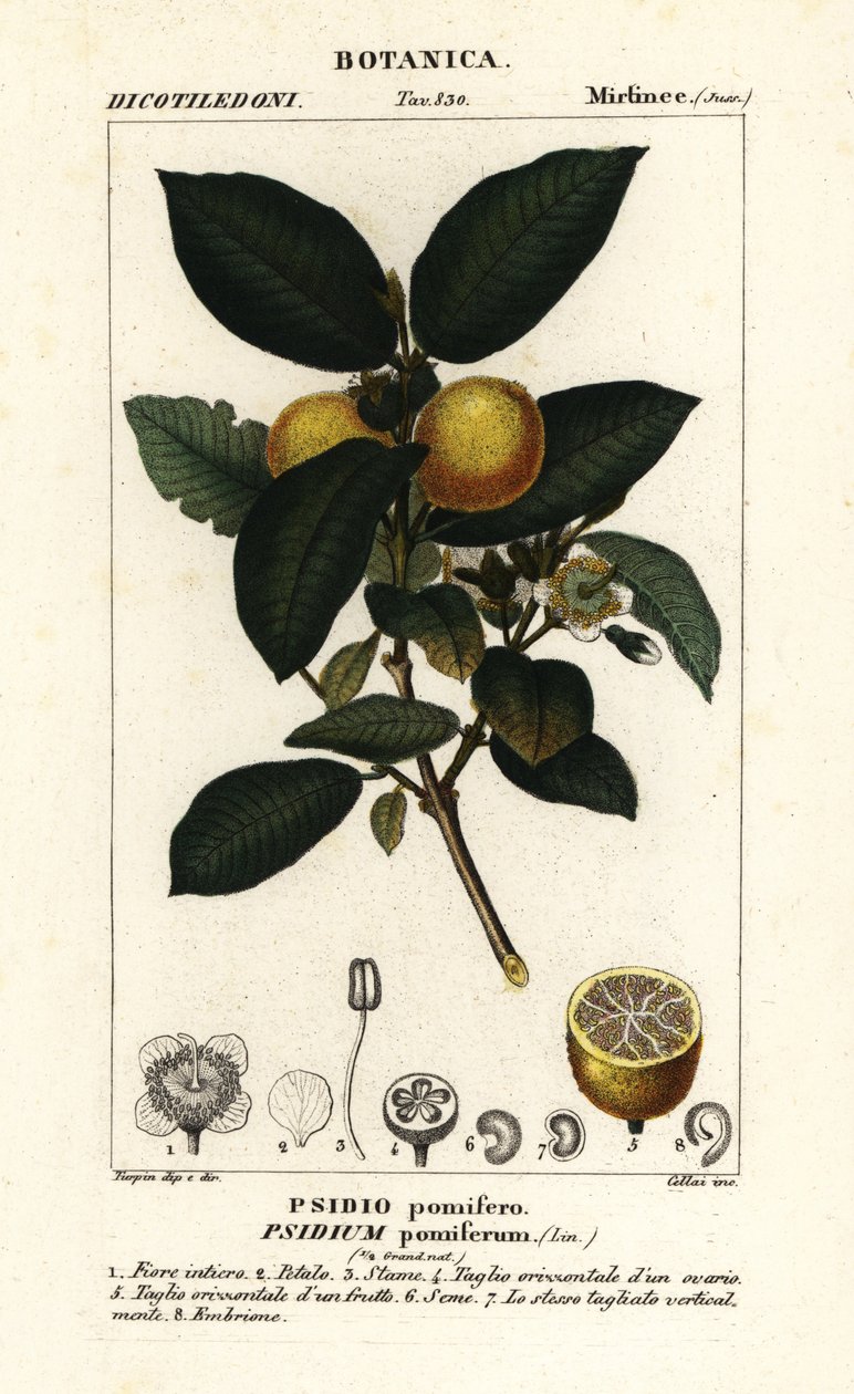 Wspólna guawa, Psidium guajava autorstwa Stanghi Stanghi