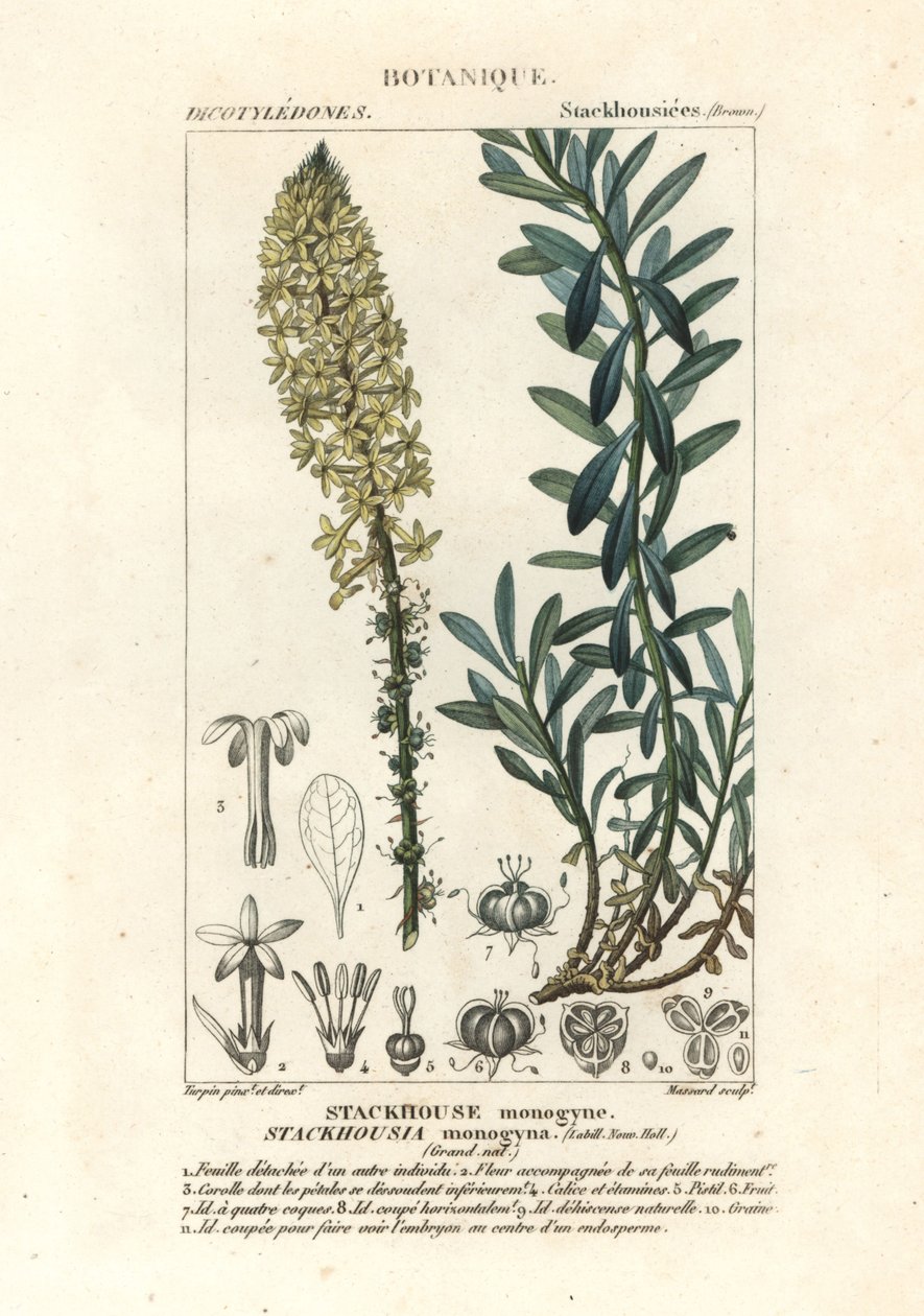 Świece kremowe, Stackhousia monogyna autorstwa Stanghi Stanghi