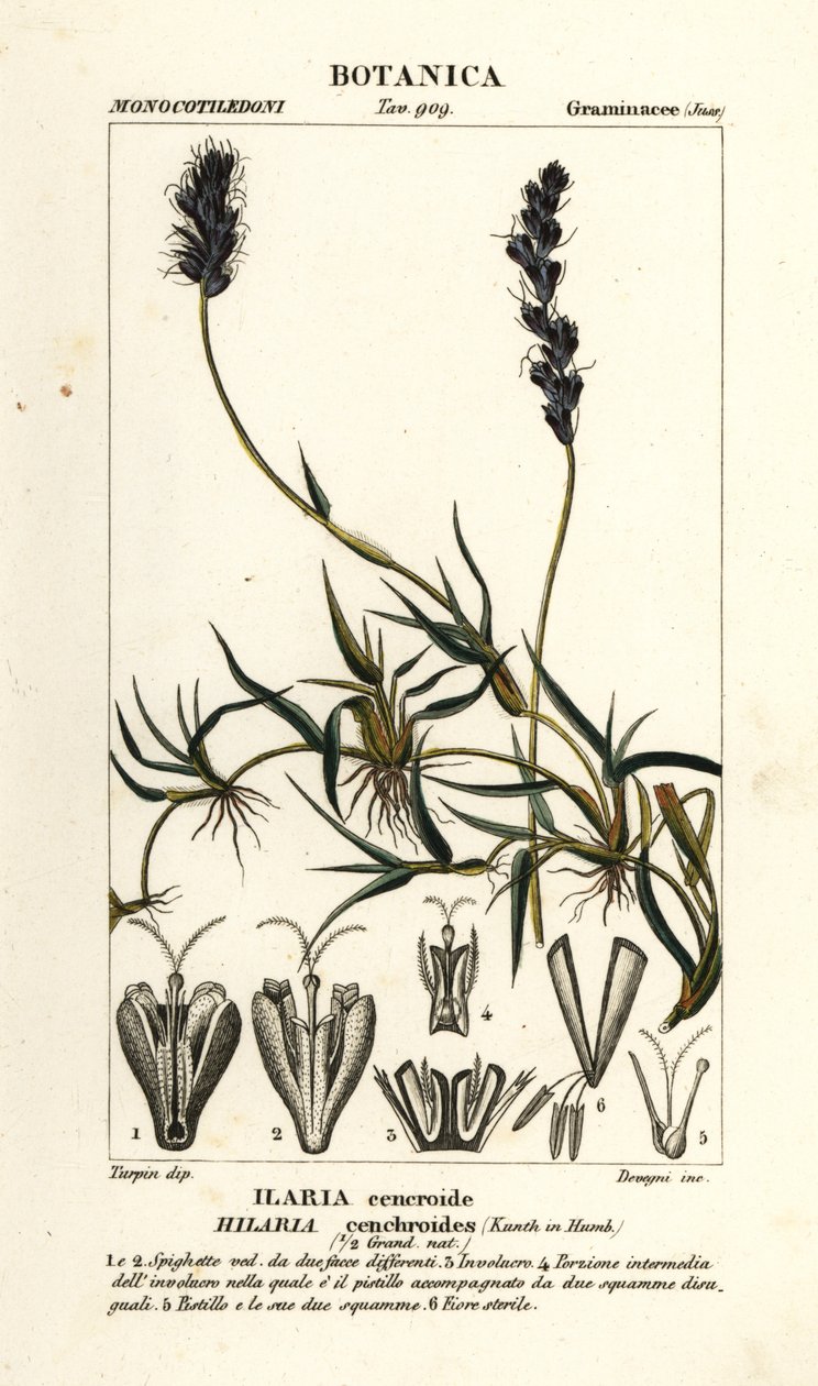 Mesquite kędzierzawe, Hilaria cenchroides autorstwa Stanghi Stanghi