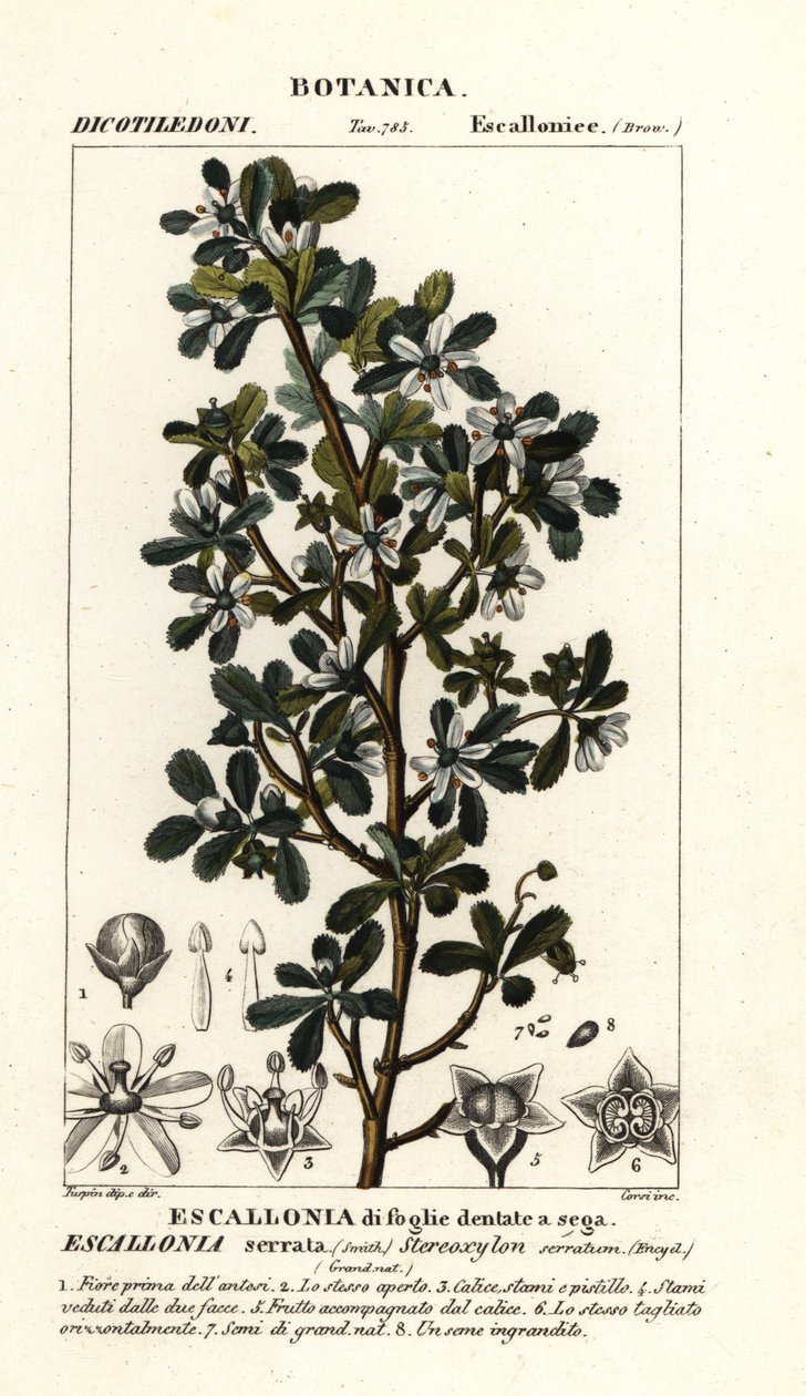 Escallonia serrata autorstwa Stanghi Stanghi