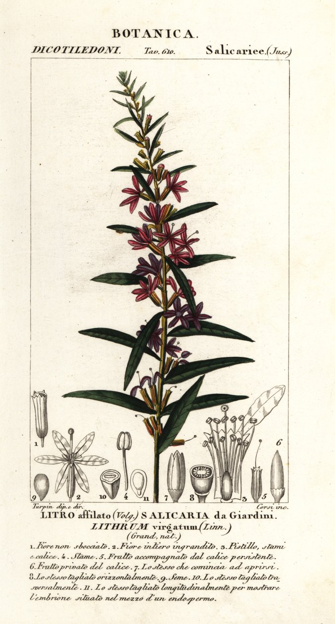 Różdżka europejska , Lythrum virgatum autorstwa Stanghi Stanghi