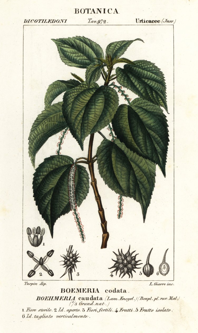 Fałszywa pokrzywa, Boehmeria caudata autorstwa Stanghi Stanghi
