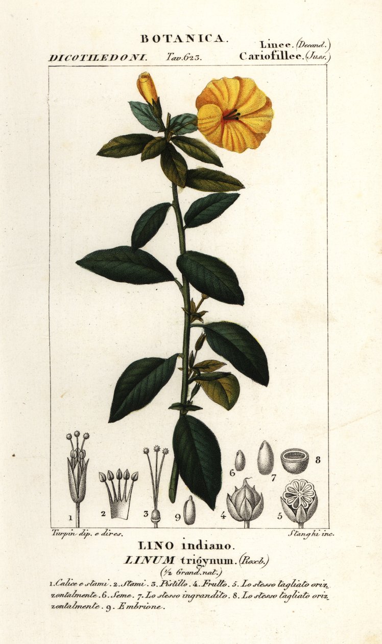 Len francuski, Linum trigynum autorstwa Stanghi Stanghi