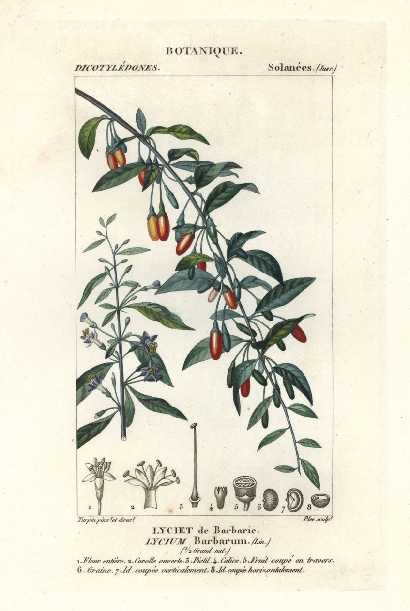 Jagoda Goji, Lycium barrum autorstwa Stanghi Stanghi