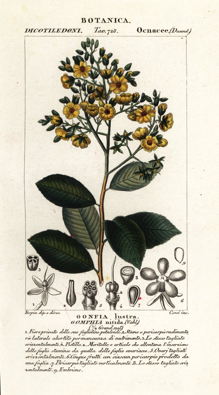 Gomphia nitida autorstwa Stanghi Stanghi