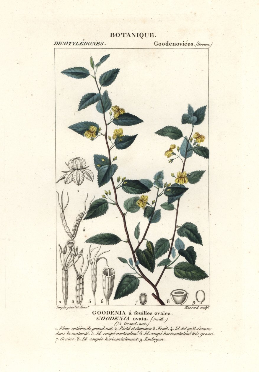 Goodenia chmiel, Goodenia ovata autorstwa Stanghi Stanghi
