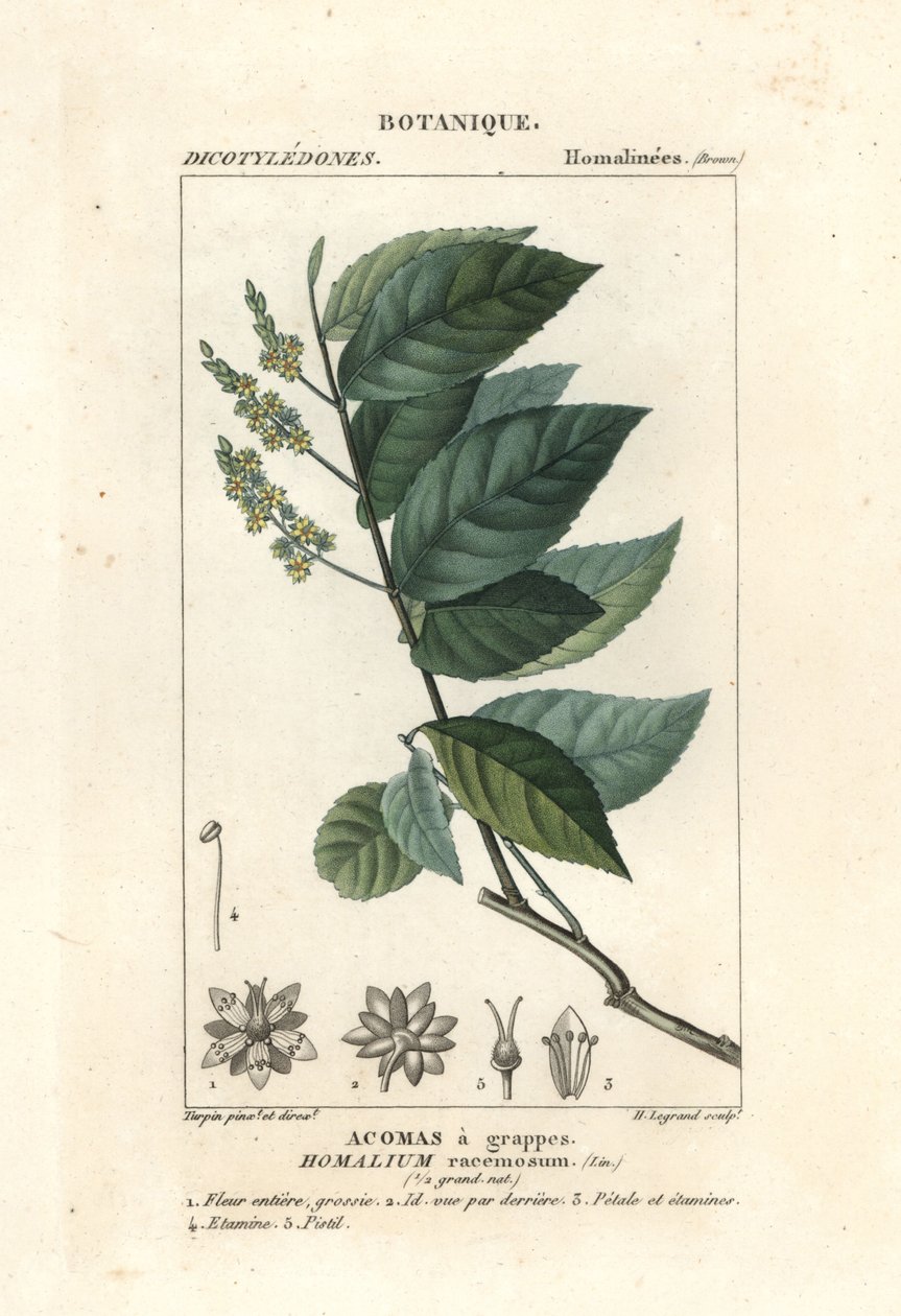 Ironwood, Homalium klasterum autorstwa Stanghi Stanghi