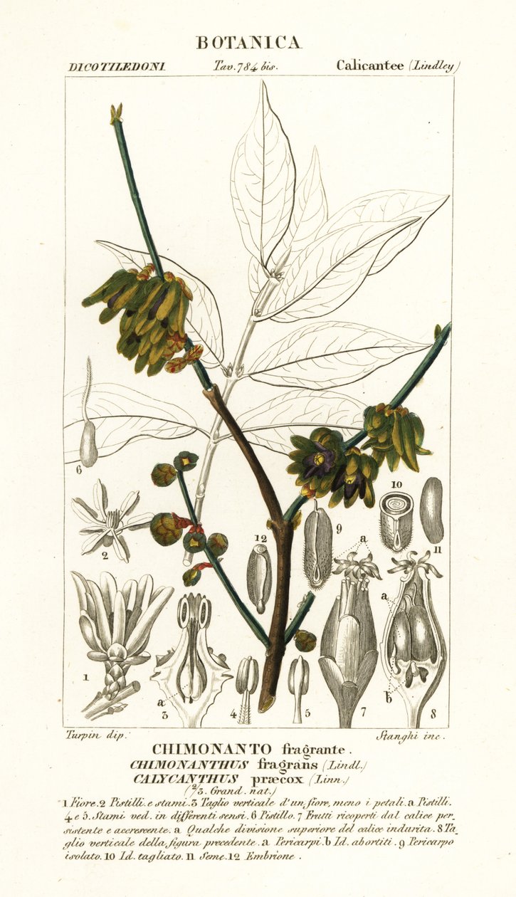Ziele angielskie , Chimonanthus praecox autorstwa Stanghi Stanghi