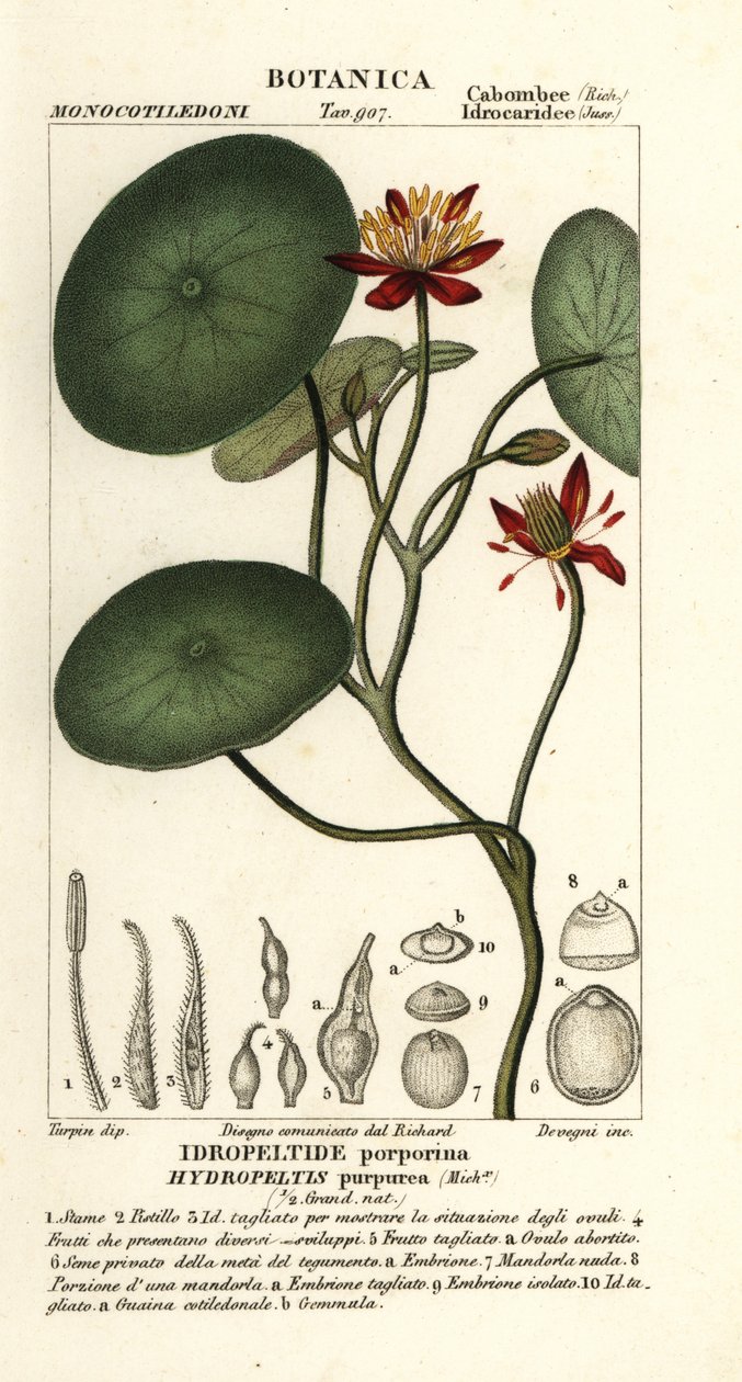Junsai, Brasenia schreberi autorstwa Stanghi Stanghi