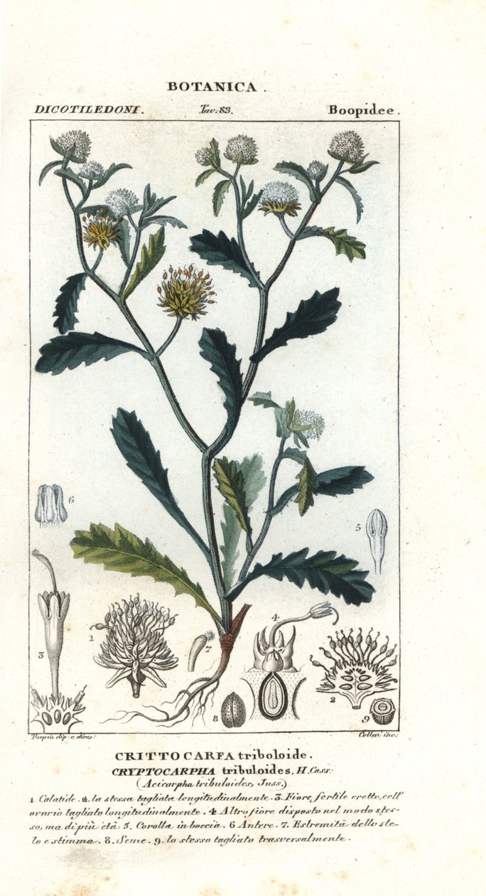 Pani Gorgon, Acicarpha tribuloides autorstwa Stanghi Stanghi