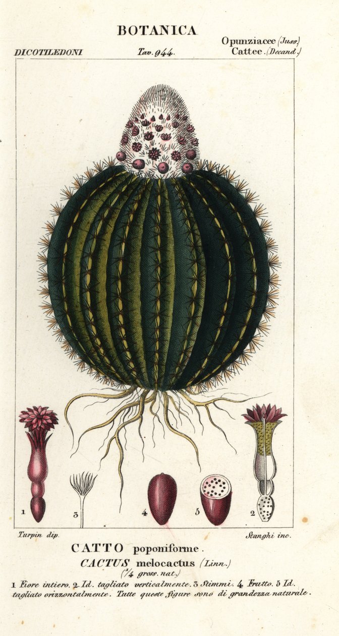 Kaktus melonowy, Melocactus caroli-linnaei autorstwa Stanghi Stanghi