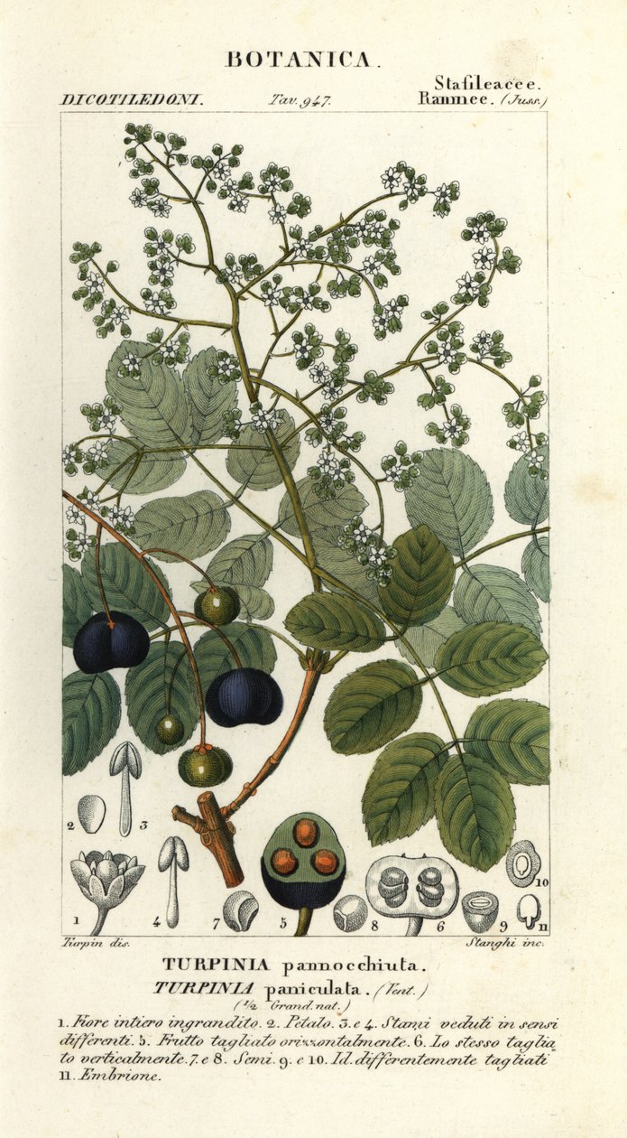 Baranina, Turpinia occidentalis autorstwa Stanghi Stanghi