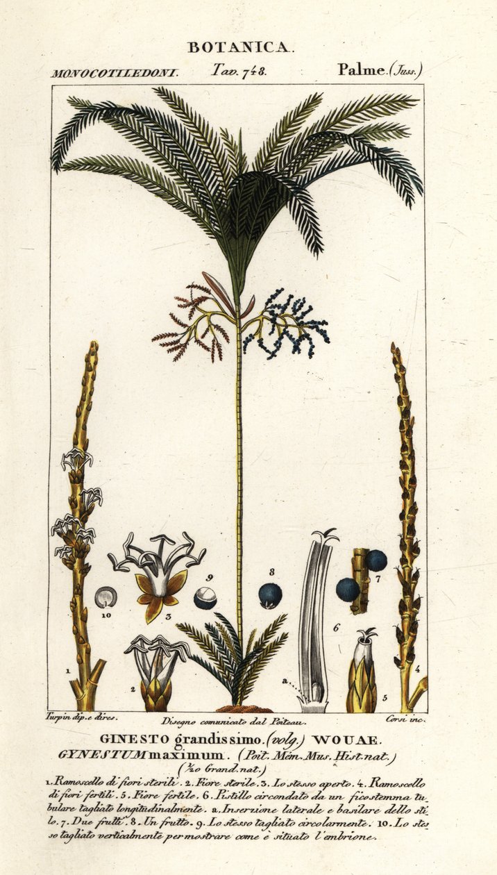 Palma, Geonoma maxima autorstwa Stanghi Stanghi