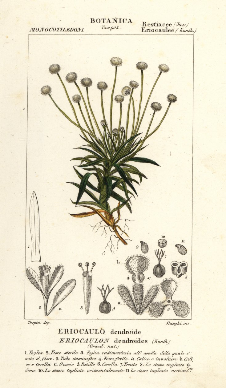 Pipewort, Paepalanthus dendroides autorstwa Stanghi Stanghi