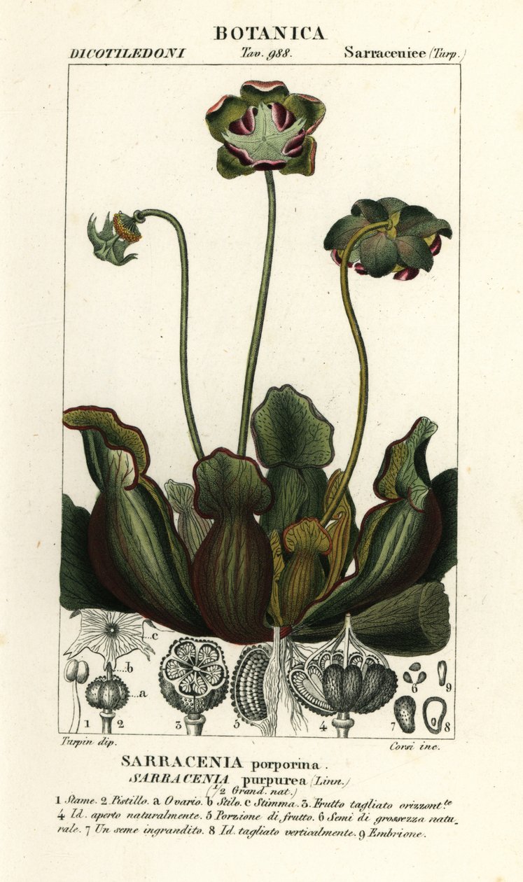 Purpurowa roślina dzban, Sarracenia purpurea autorstwa Stanghi Stanghi