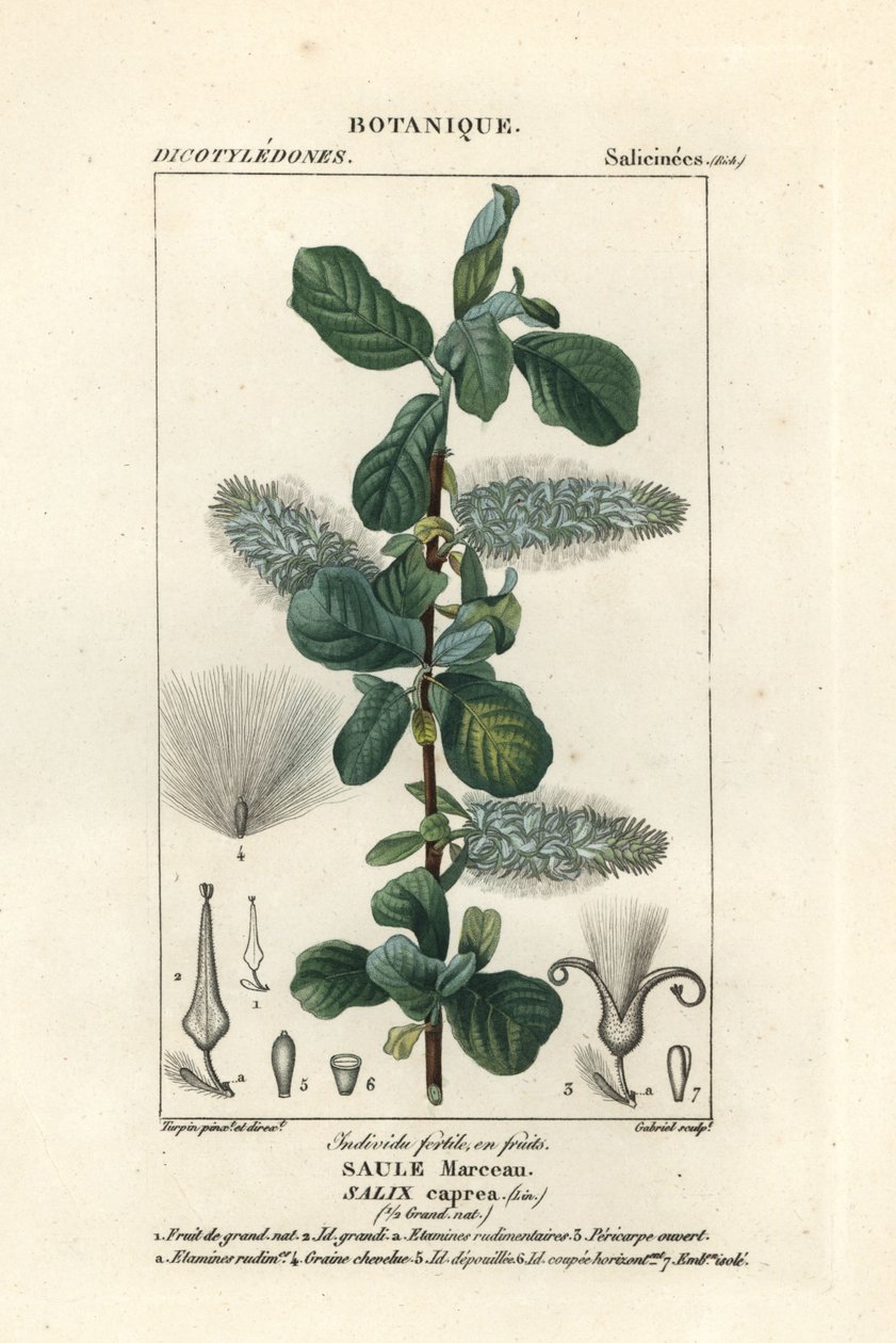 Wierzba, Salix caprea autorstwa Stanghi Stanghi