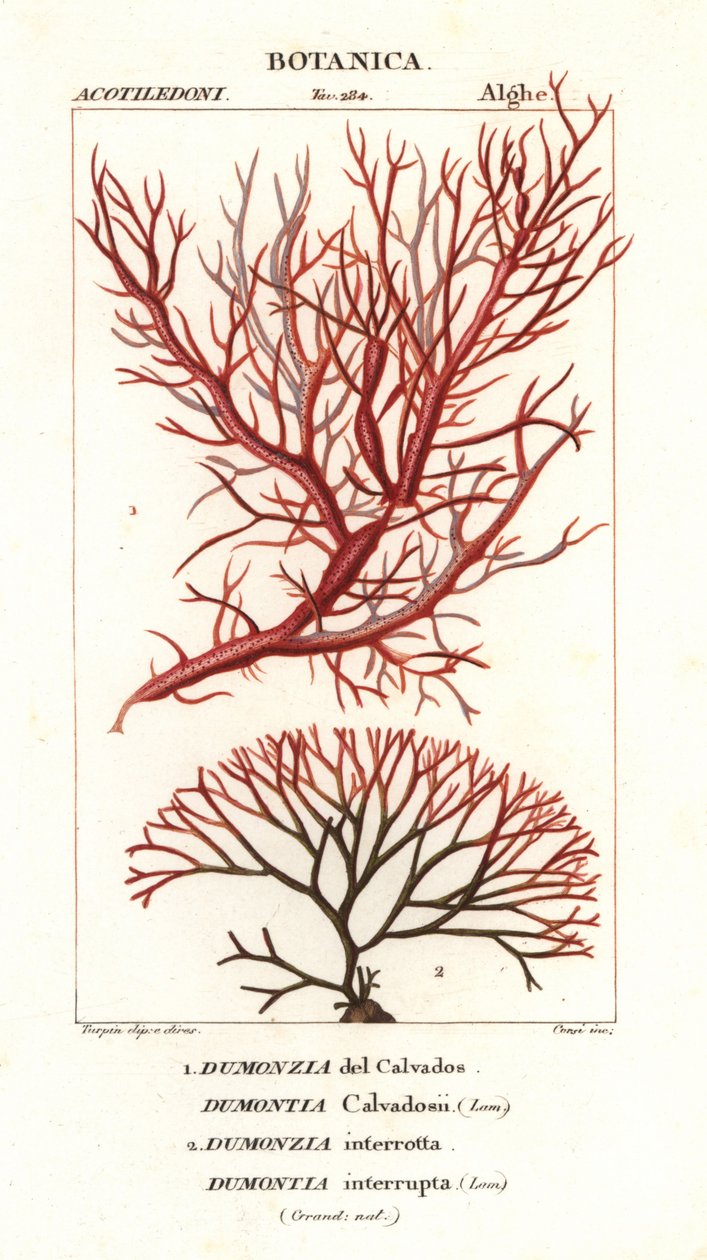 Wodorosty z czerwonych alg autorstwa Stanghi Stanghi