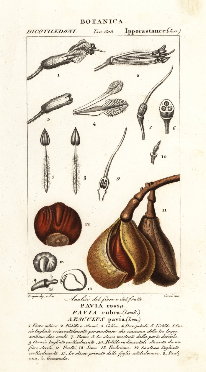 Czerwony buckeye, Aesculus pavia autorstwa Stanghi Stanghi