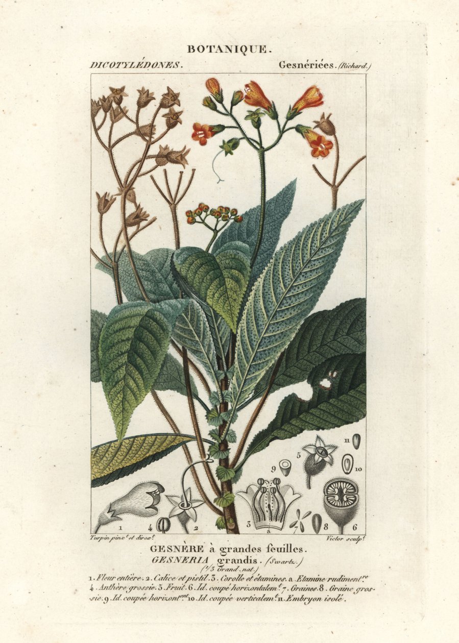 Rhytidophyllum grande autorstwa Stanghi Stanghi